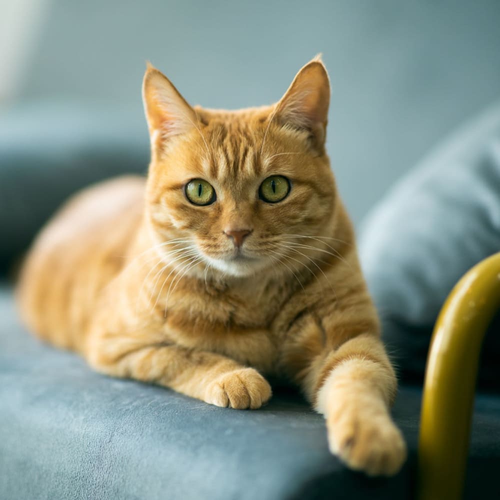 A cat sitting on a chair at Pacific Palms in Stockton, California