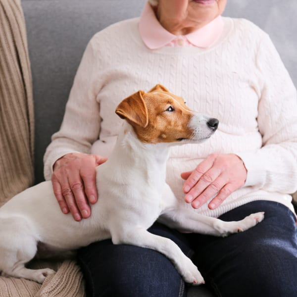 A woman with her dog at The Crest at Citrus Heights in Citrus Heights, California