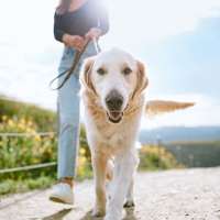 Woman walking golden retriever near Continuum 115 in Mooresville, North Carolina