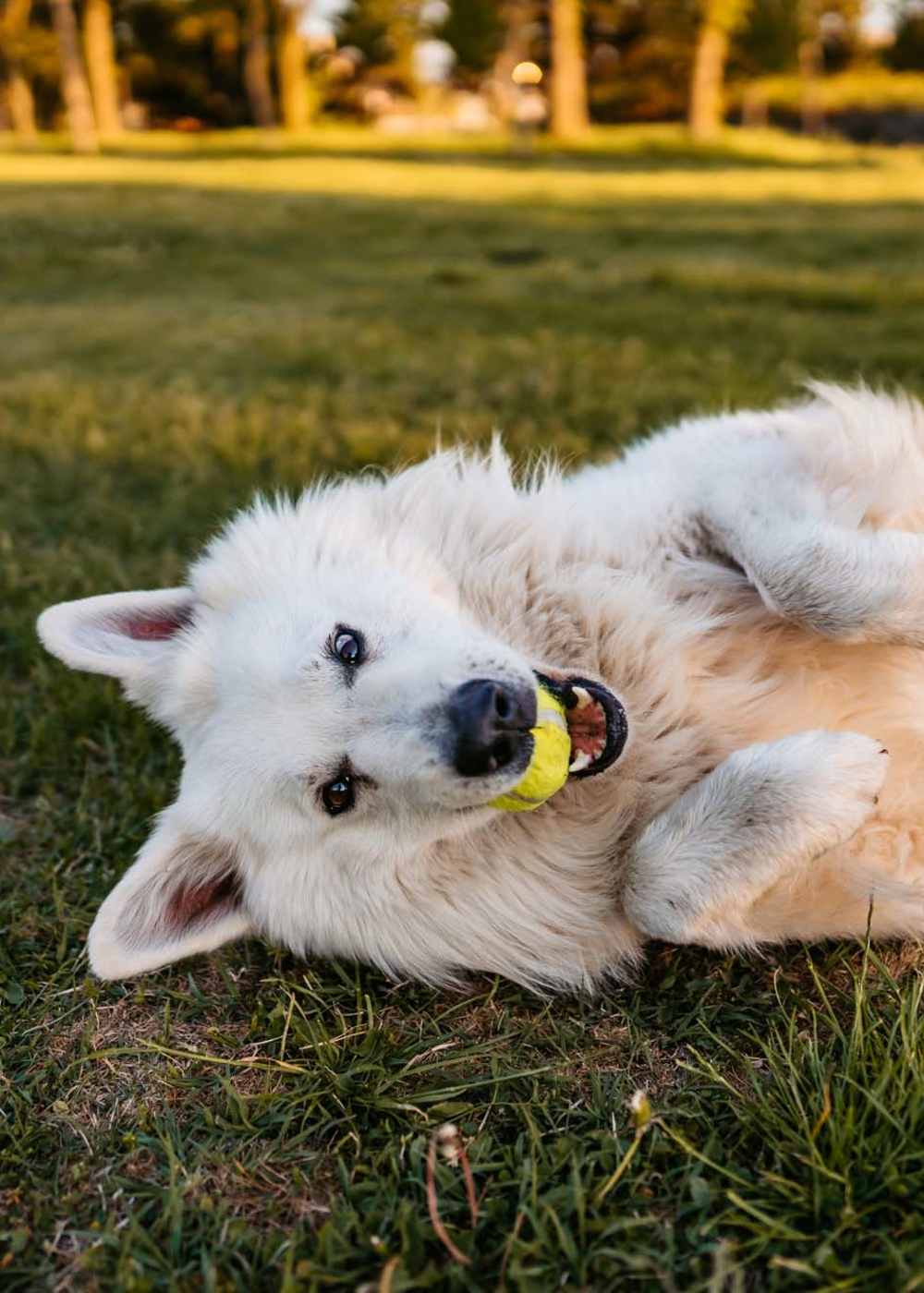 Happy dog playing in the grass outside Strata Apartments in Denver, Colorado   