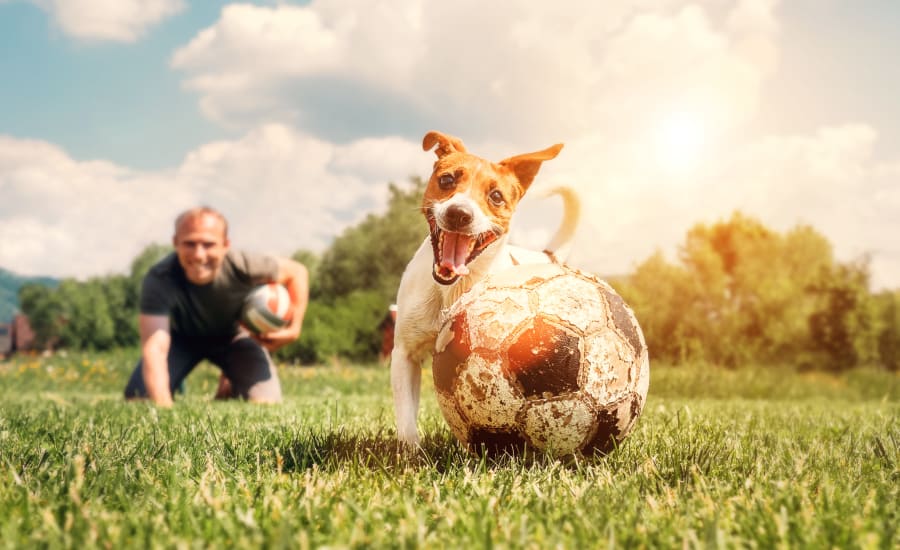 Dog playing with a ball and his owner at Lullwater at Bass in Macon, Georgia
