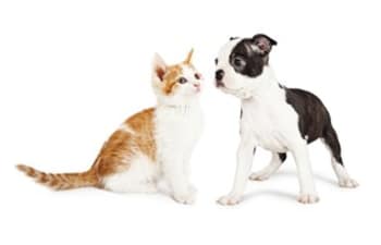Happy kitten and puppy at Animal Care Center of Panama City Beach in Panama City Beach, Florida