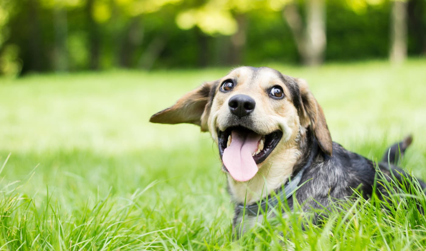 Dog resting on the grass at Courtyard Centre Apartments in Reno, Nevada