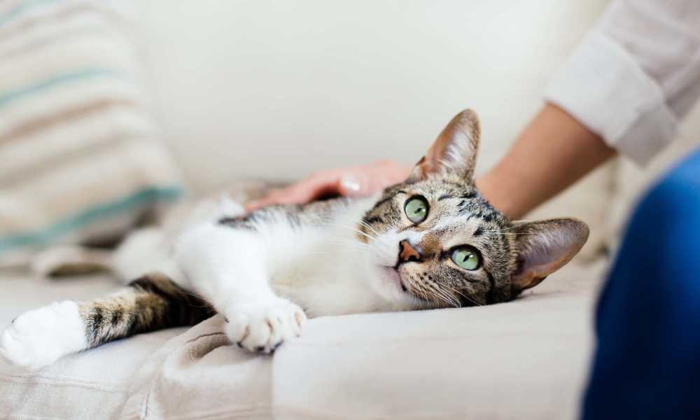 Happy cat on a couch in a living room at Truckee River Terrace in Reno, Nevada