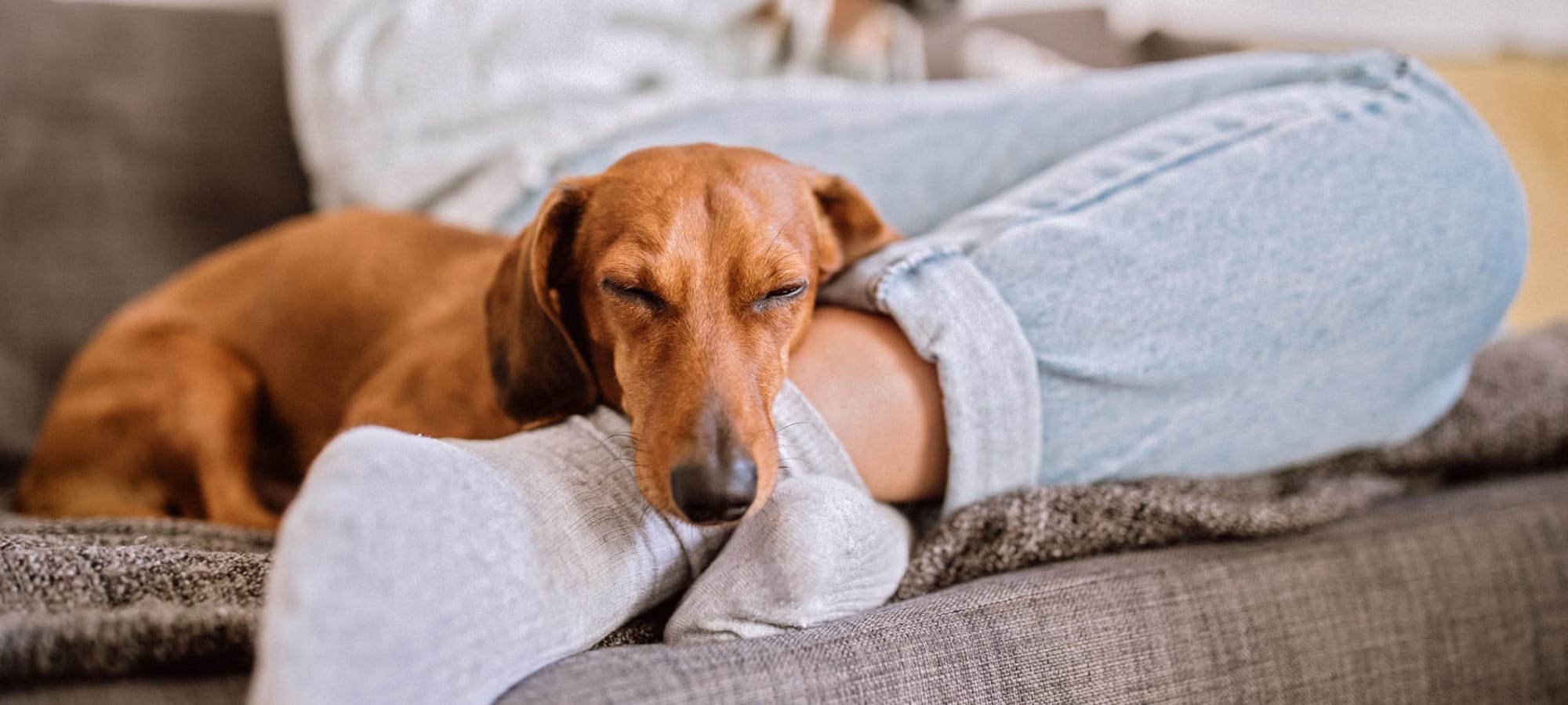 Pet policy at Marquis at Canyon Ridge in Austin, Texas