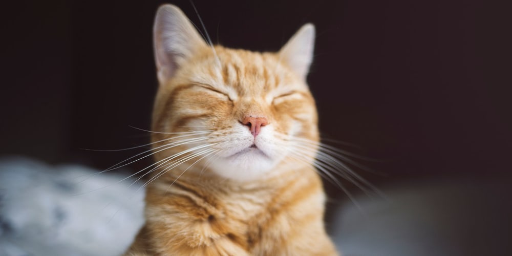 A happy cat in a pet-friendly apartment at Mosby Bridge Street in Huntsville, Alabama