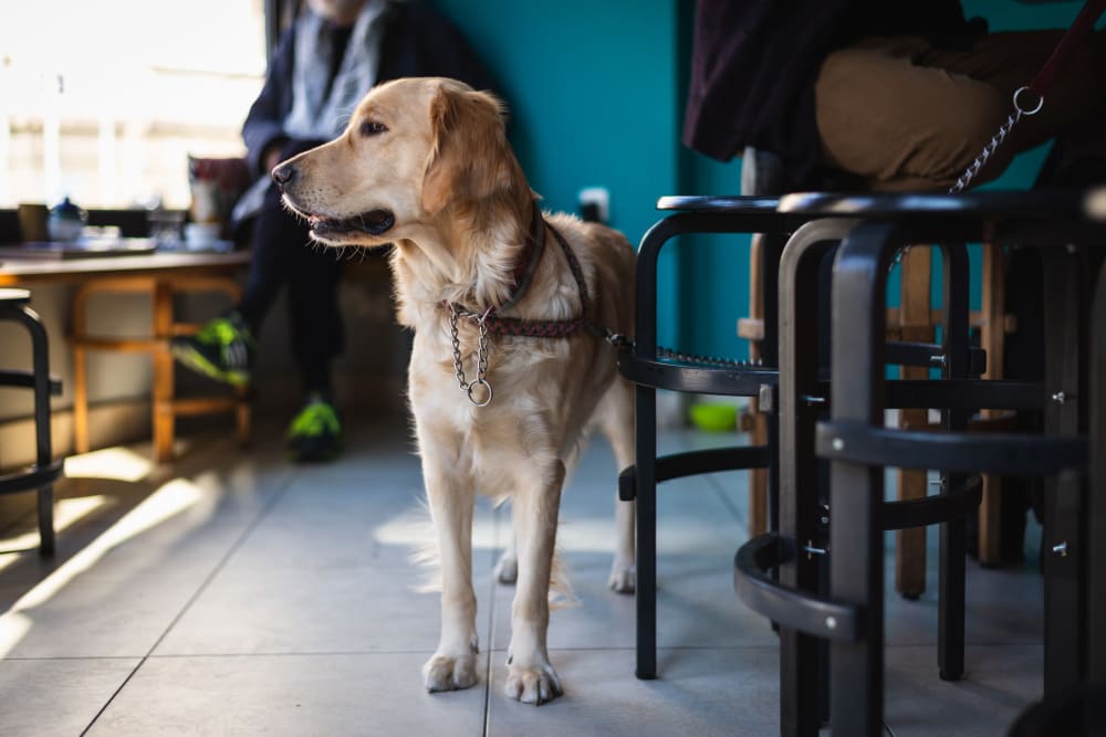 Resident and his dog at a pet-friendly restaurant near The Sutton Collection in New York, New York