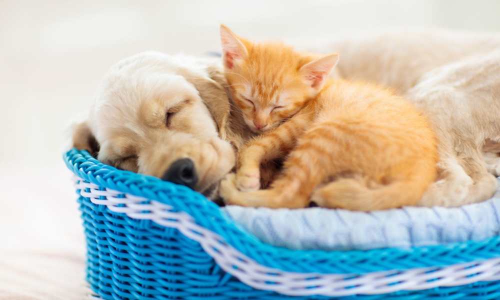 Cat and dog lying in a basket on the floor at MainLine Apartment Homes in Fredericksburg, Virginia