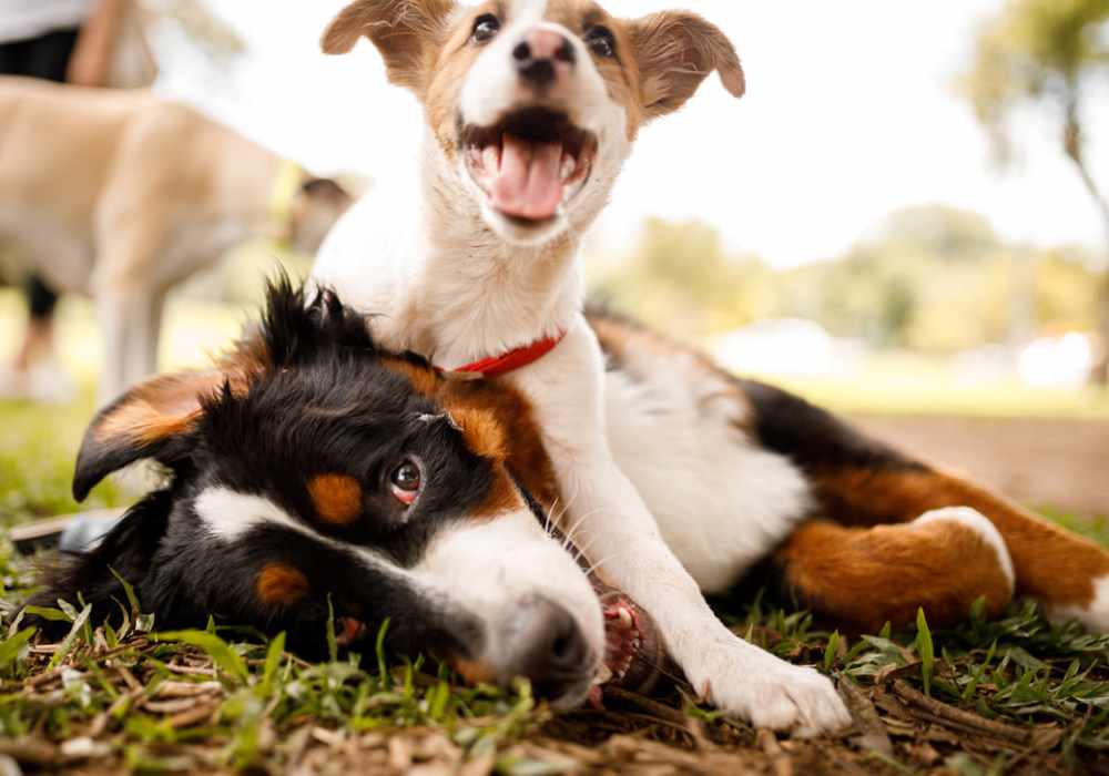 Two dogs playing in grass in pet-friendly community at Brannigan Village in Winston Salem, North Carolina