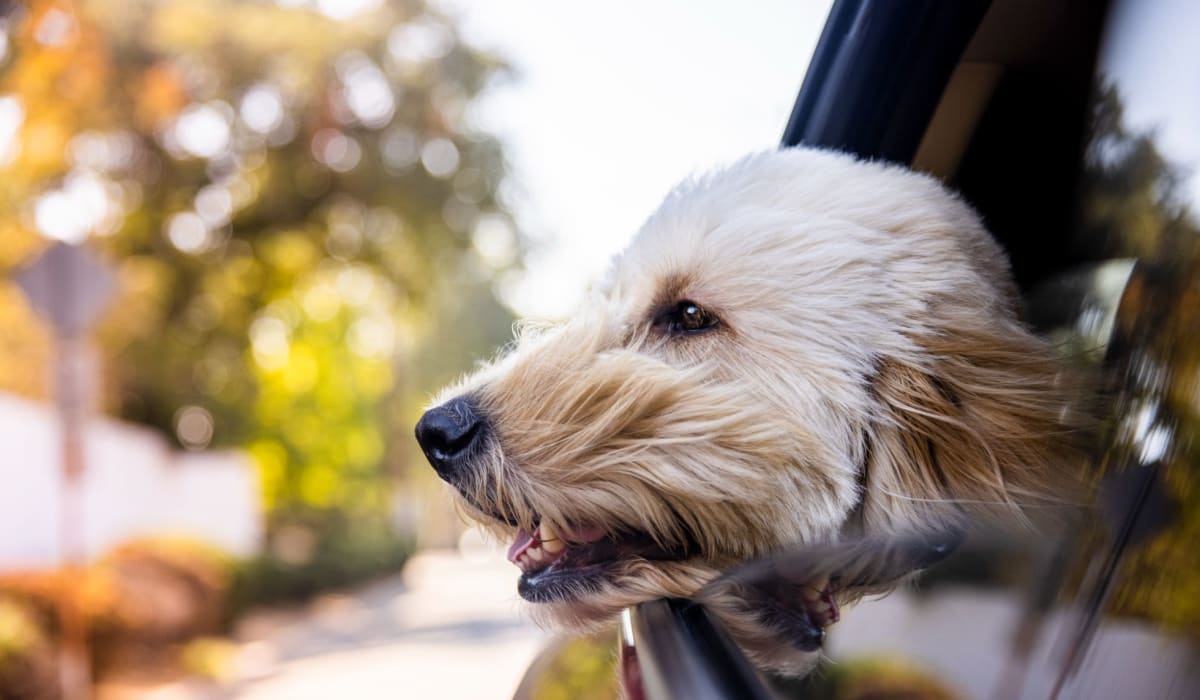 A dog hanging out the window of a car at Clearleaf Crossing in Bryan, Texas