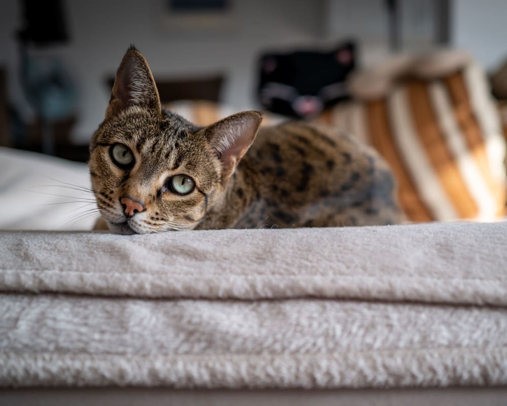 Cat laying on a couch at Bridle Path Apartments in Bethlehem, Pennsylvania