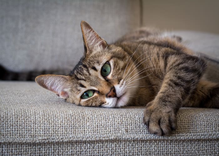 Cat sleeping on the couch at Aldingbrooke in West Bloomfield, Michigan