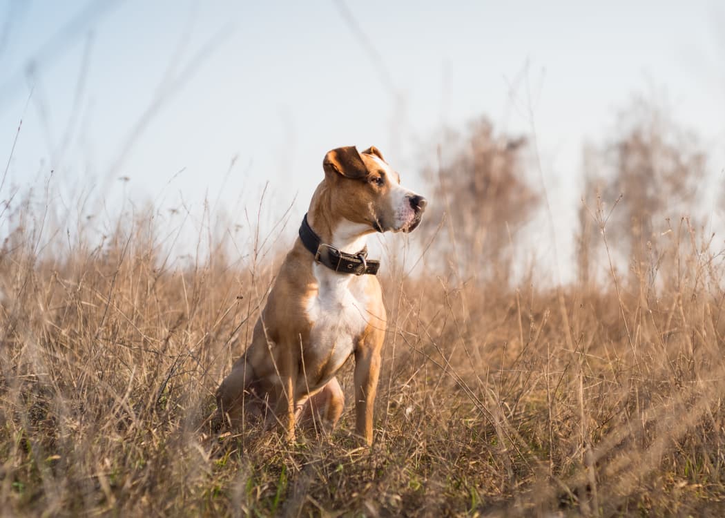 Dog in a field in Tulsa, Oklahoma near Polo Run Apartments