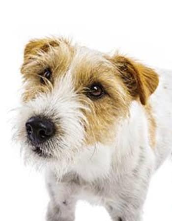 Happy dog posing for a picture at Value Pet Clinic - Kent