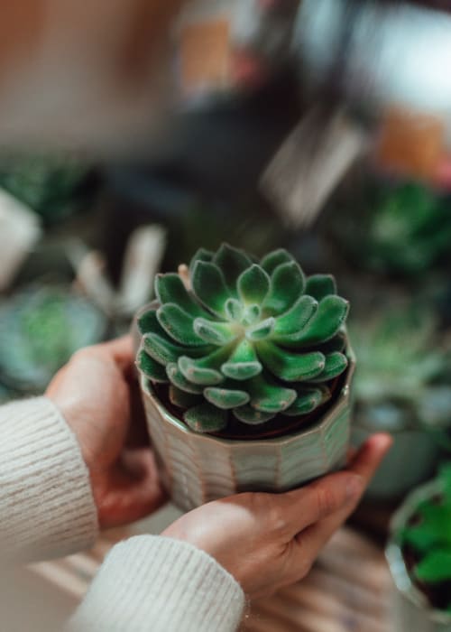 Resident holding a thriving succulent in her apartment at Up House in Farmington, Connecticut