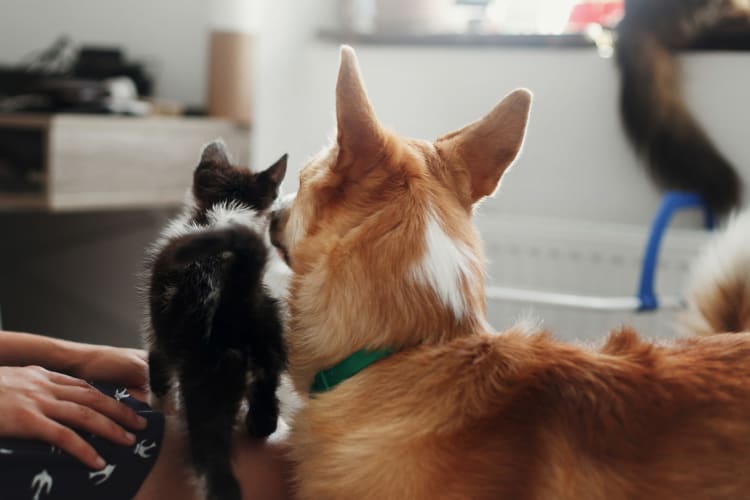 Dog and kitten sitting together at The Aviator in Henderson, Nevada