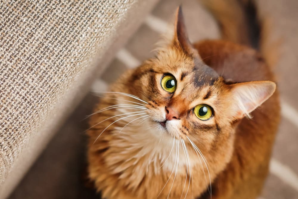 Cat on a couch in a model apartment at La Provence in Sacramento, California