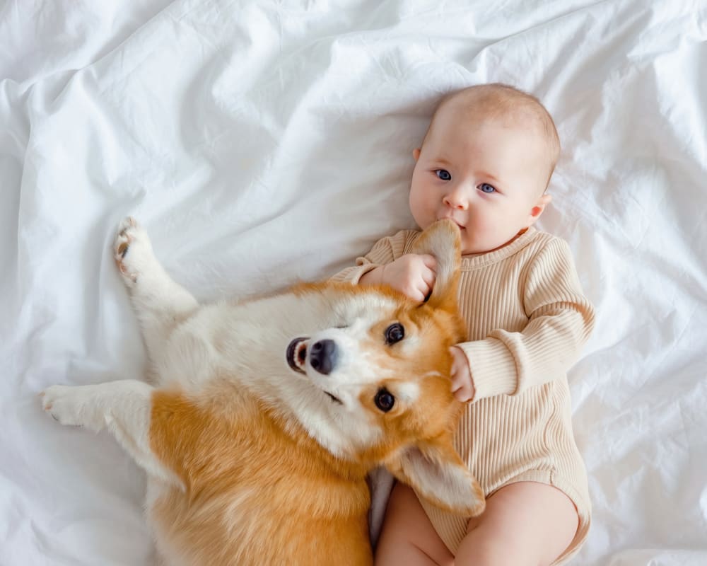 A baby and a corgi at Trailside Apartments in Flagstaff, Arizona
