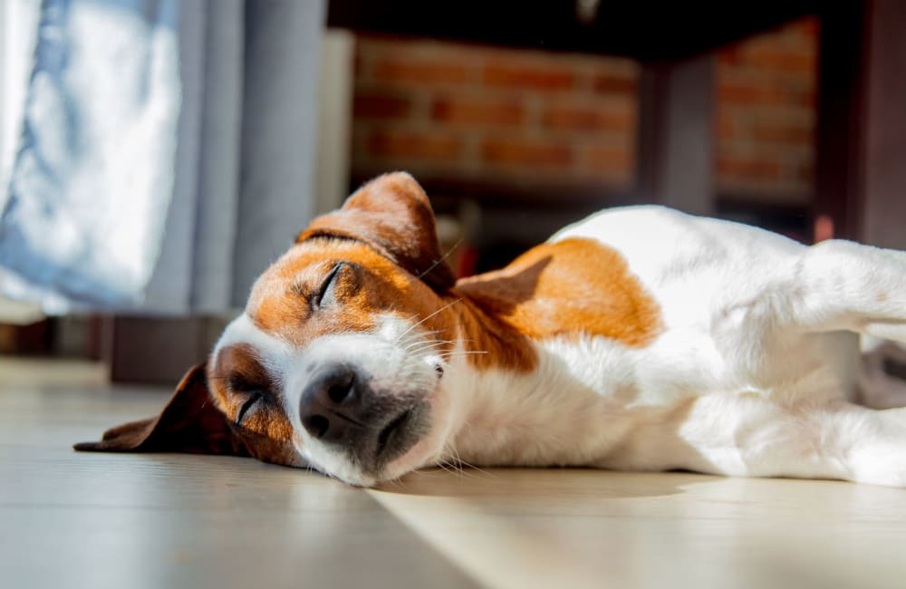 Sleepy dog laying on the floor at Hampshire House in Allentown, Pennsylvania