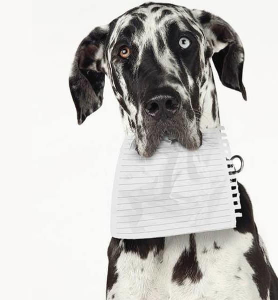 Dog with a note attached to his collar at Value Pet Clinic - Kent