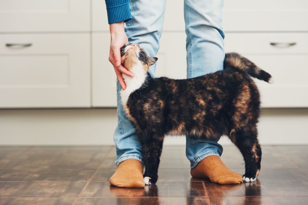 Resident petting their cat at The Link University City in Philadelphia, Pennsylvania