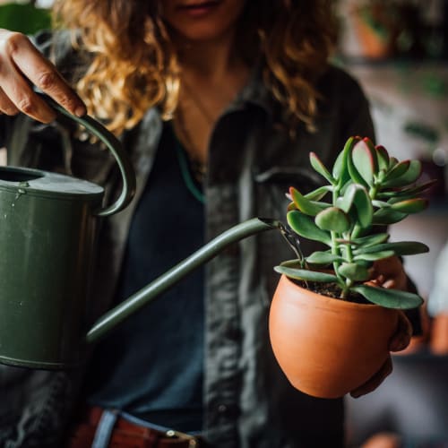 Resident watering plant in apartment at Chesterfield Flats, North Chesterfield, Virginia