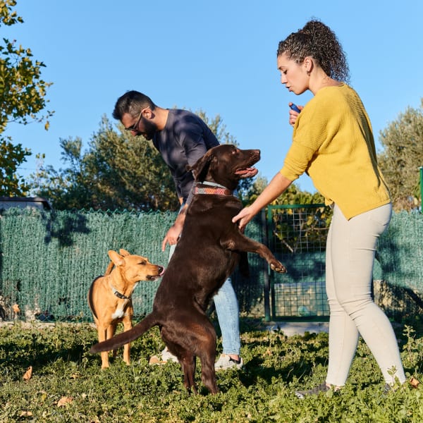 Residents enjoying time with their dogs at the fenced dog park at Pinnacle Apartments in Fife, Washington