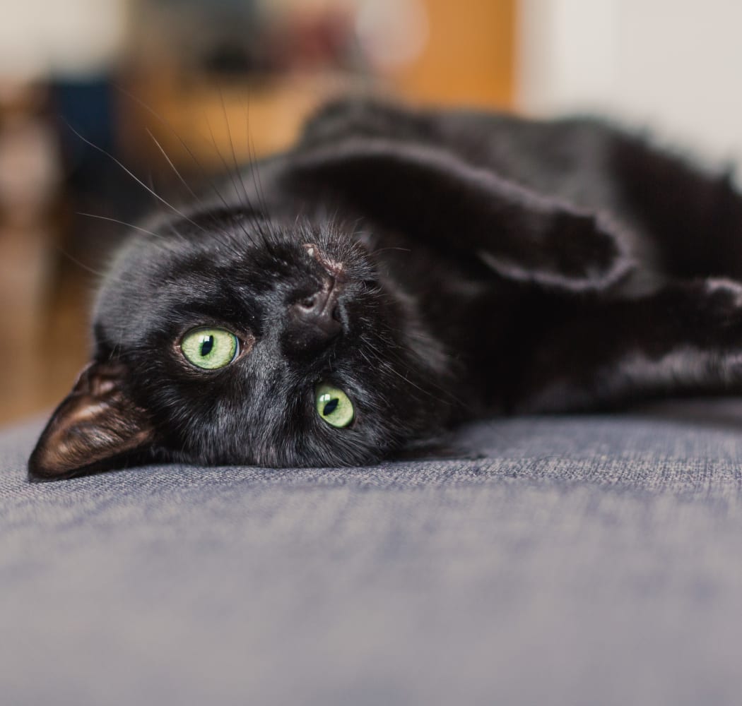 Happy cat laying on a couch at Raintree Apartments in Wichita, Kansas