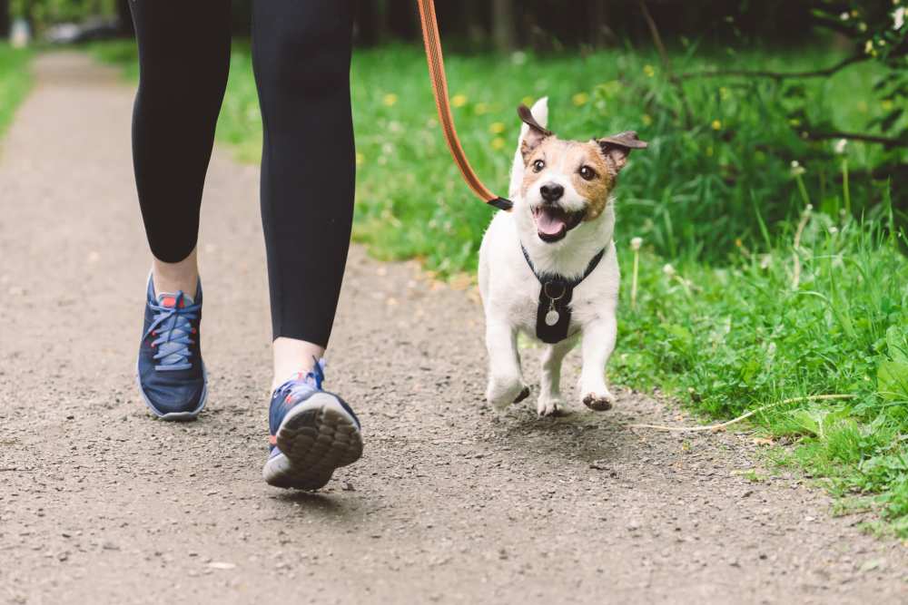 Dog going for a walk at The Cascades in Antioch, Tennessee