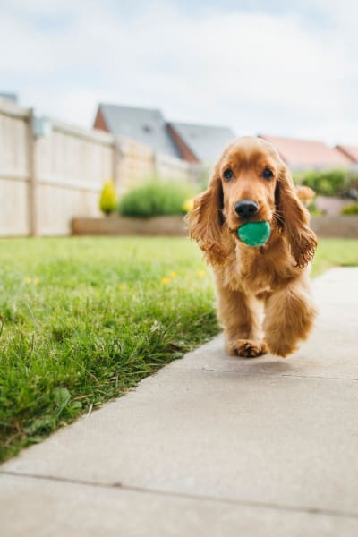 Resident dog carrying a ball at Steelyard in Oklahoma City, Oklahoma