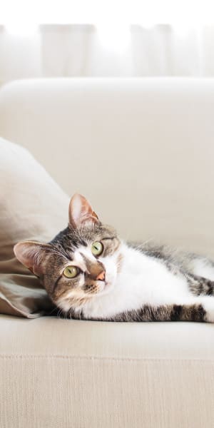 Happy cat on the couch in her new home at Ramblewood Apartment Homes in Fremont, California