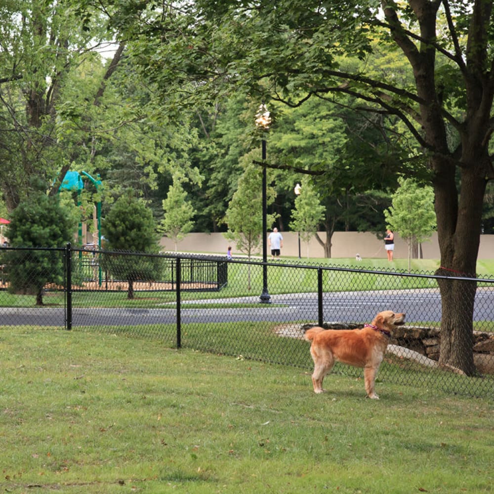 Dog Park at Marquee at Andover in Andover, Massachusetts