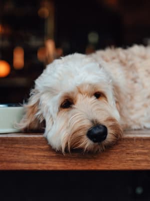 Dog relaxing at Redbud Ranch Apartments in Broken Arrow, Oklahoma