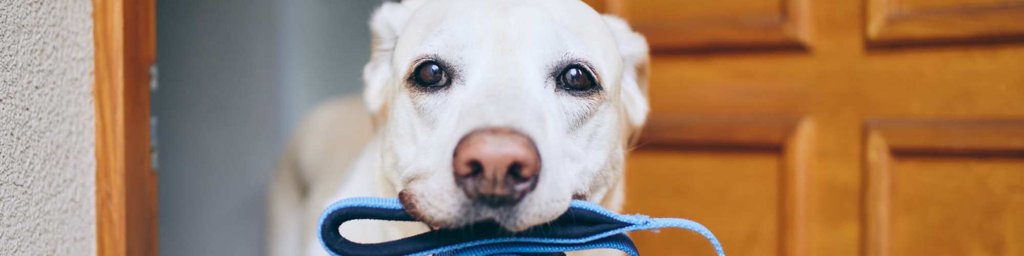 Pet-Friendly | Ridgeway Villas At The Legends in Raymore, Missouri