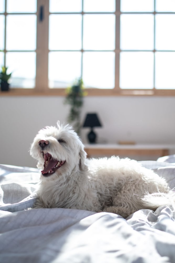 Small dog sitting in their bed in their home at Market Flats in Bethlehem, Pennsylvania