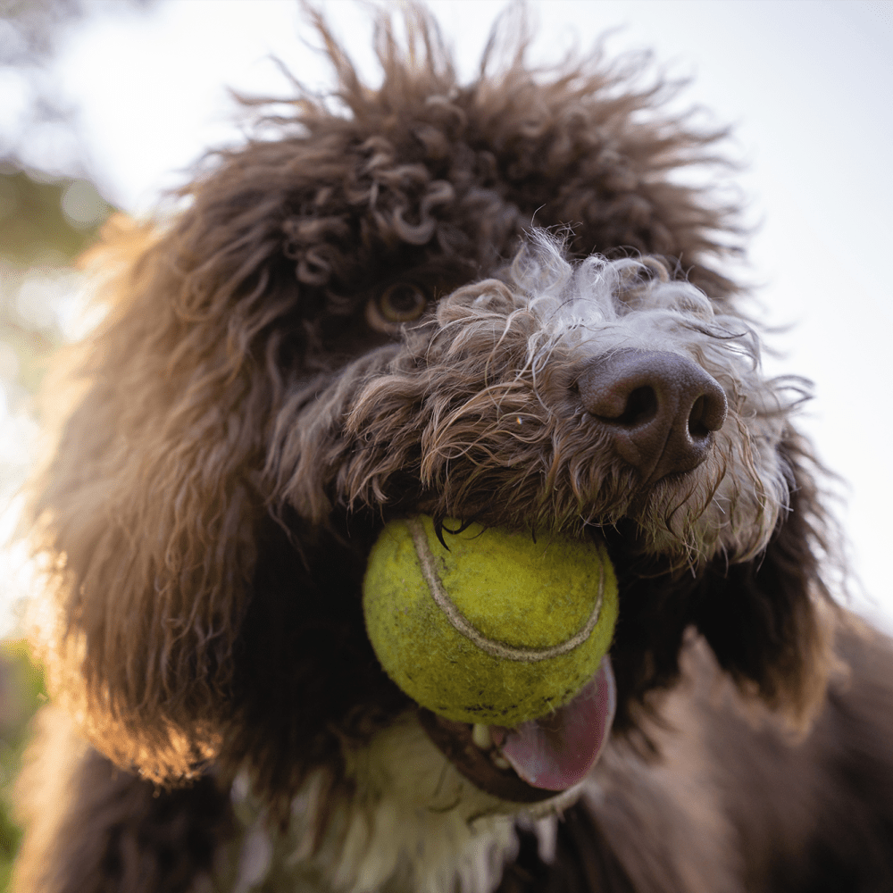 Pet-friendly community at Savelle Nona West in Orlando, Florida
