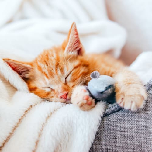 Sleeping kitten in a home at The 603 in Bryan, Texas