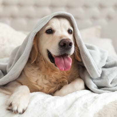 Close up of a cute dog under a blanket at The Towne at Northgate Apartments in Colorado Springs, Colorado