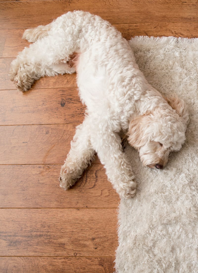 Breed restrictions at Marquis on Park Row in Houston, Texas