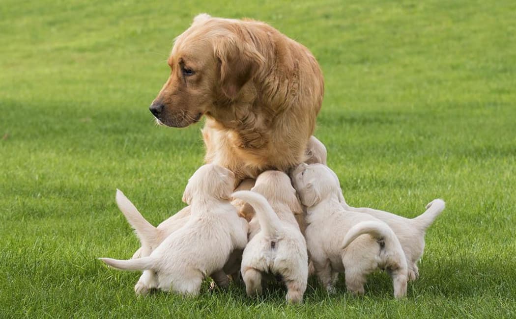 Mother dog nursing her litter at Value Pet Clinic - Tacoma