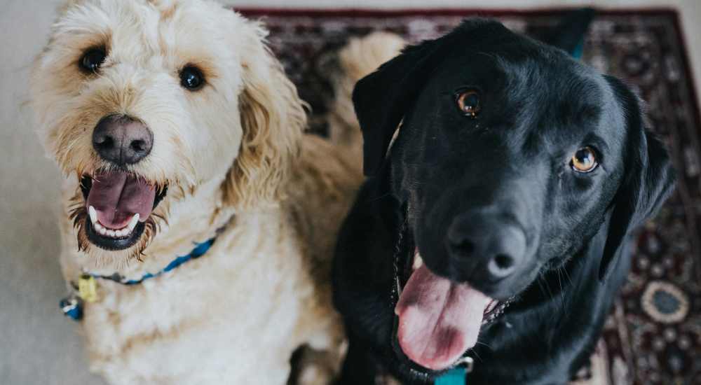 Dogs Ardan in Dallas, Texas 