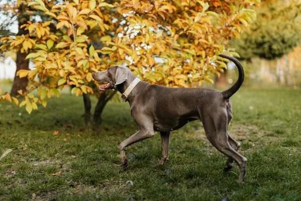 dog playing at a park