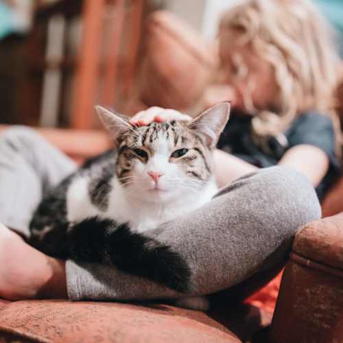 Resident with her pet cat in apartment at North River Landing in Elkhart, Indiana