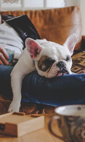 Frenchie asleep on their parent's lap at Stonegate Apartments in Mckinney, Texas