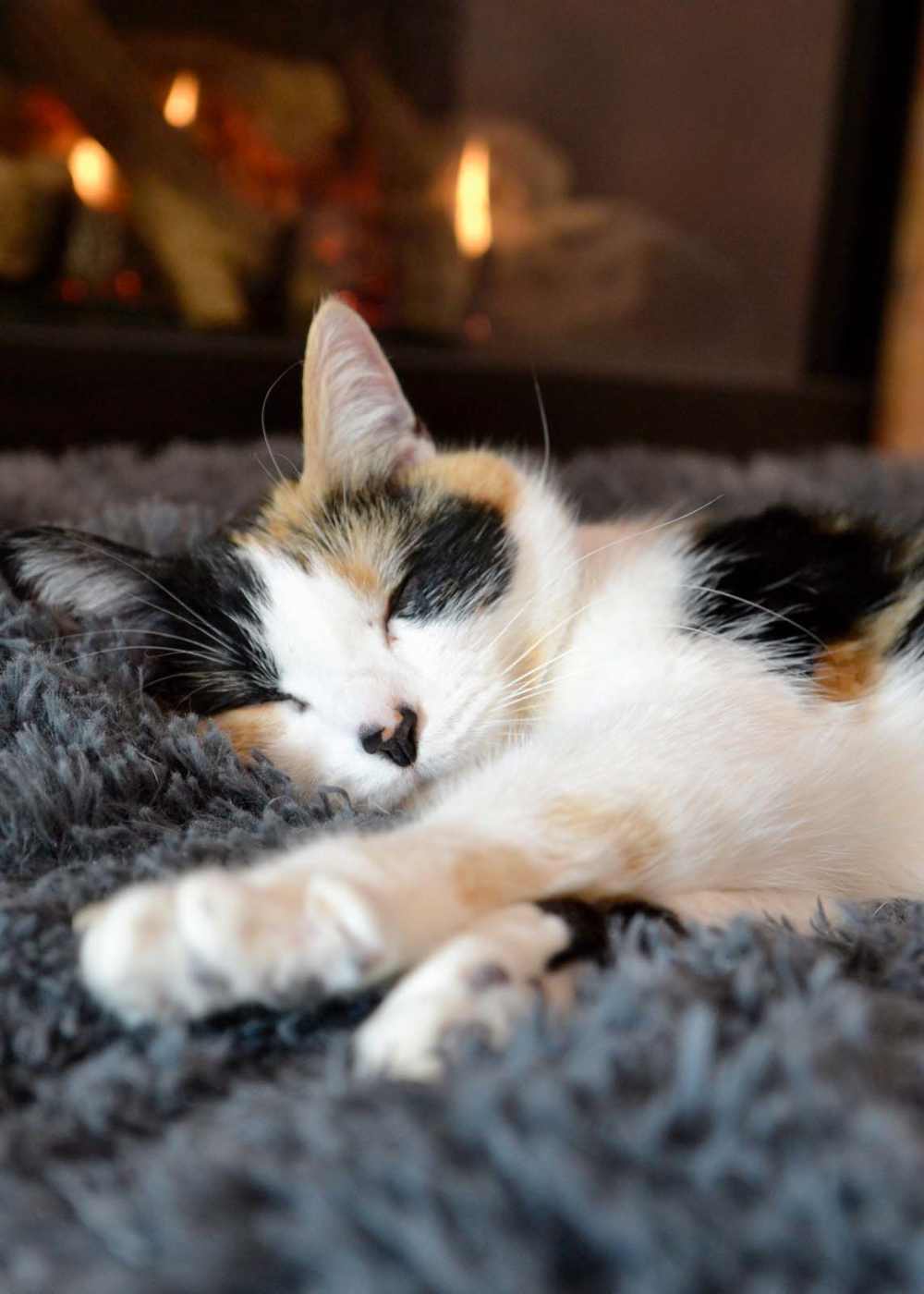 Happy cat sleeping in the apartment at The Hardison in Salt Lake City, Utah   