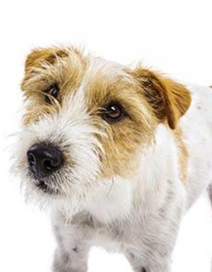 Happy dog posing for a picture at Value Pet Clinic - Tacoma