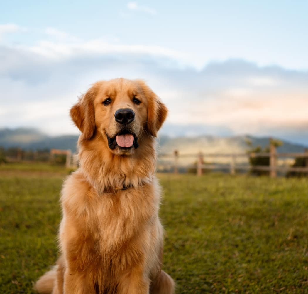 Happy Golden Retriever in Tulsa, Oklahoma near Windsail Apartments