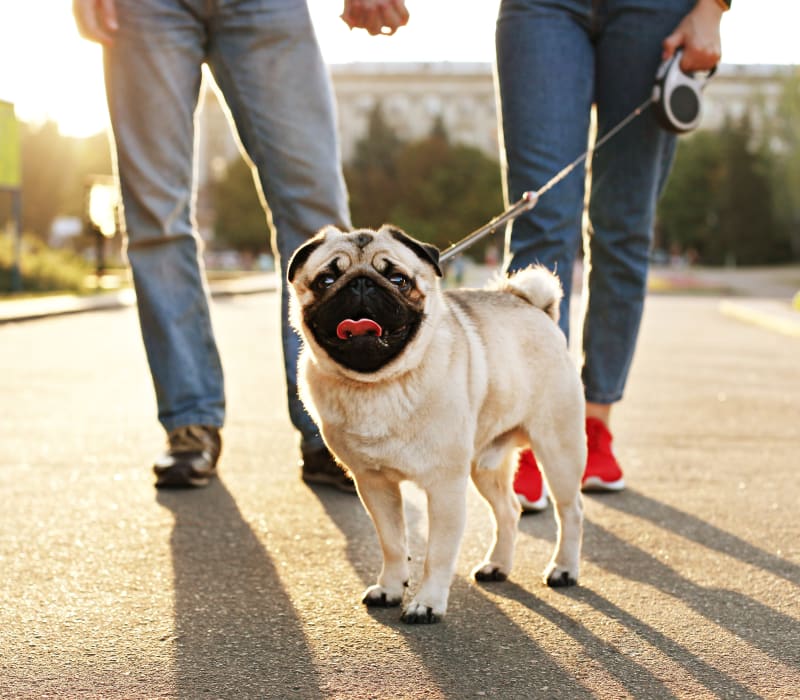Residents walking their dog outside of Austin Midtown in Austin, Texas