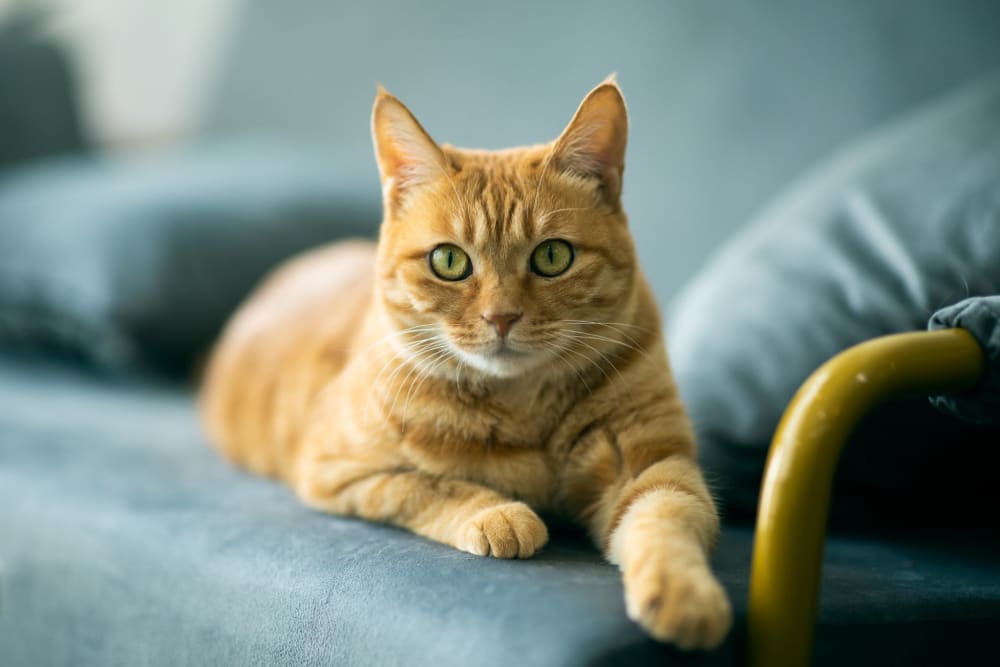 Orange cat peeks out with wide eyes in the pet friendly community at Salt River Flats in Phoenix, Arizona