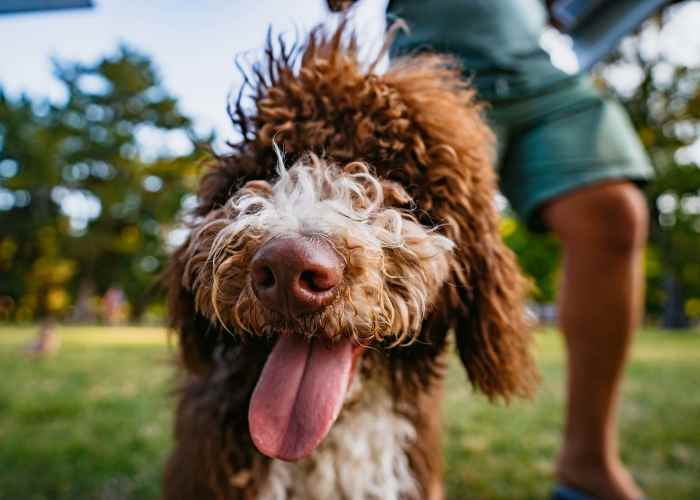 Pet Friendly Community at Victoria Park Apartments in Davenport,Florida